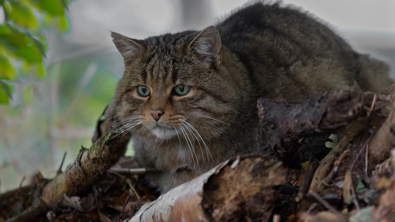 Обои глаза, усы, взгляд, дикая кошка, лесной кот, лесная кошка, eyes, mustache, look, wild cat, wildcat, forest cat разрешение 1920x1234 Загрузить