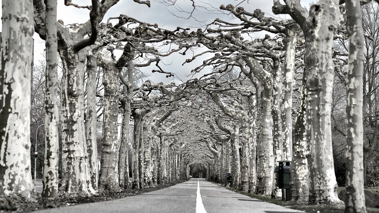 Обои дорога, деревья, природа, чёрно-белое, аллея, road, trees, nature, black and white, alley разрешение 1997x1318 Загрузить