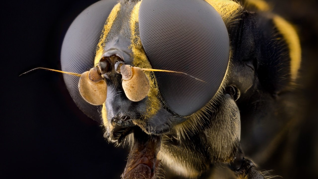 Обои глаза, макро, насекомое, муха, волосики, eyes, macro, insect, fly, hairs разрешение 2555x1600 Загрузить