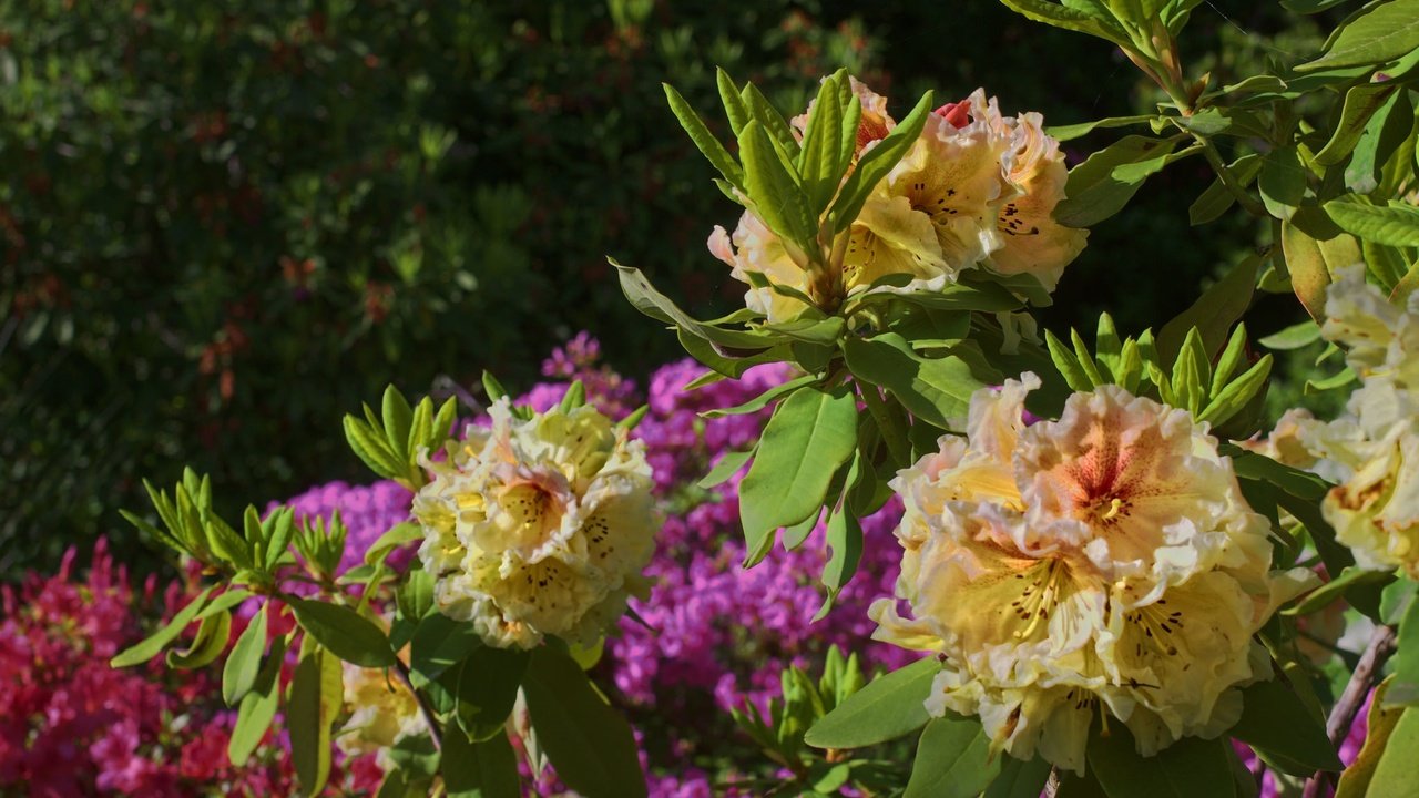 Обои цветы, листья, куст, азалия, рододендрон, flowers, leaves, bush, azalea, rhododendron разрешение 2048x1364 Загрузить