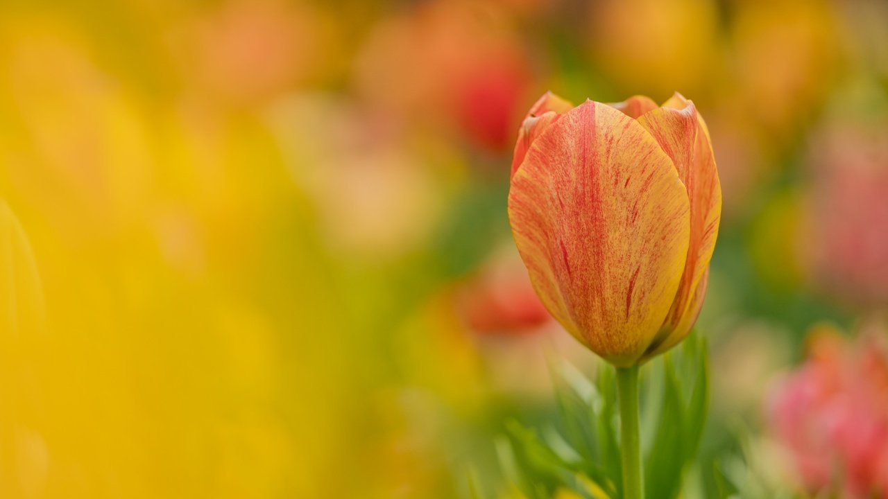 Обои цветок, лепестки, размытость, тюльпан, flower, petals, blur, tulip разрешение 2048x1299 Загрузить