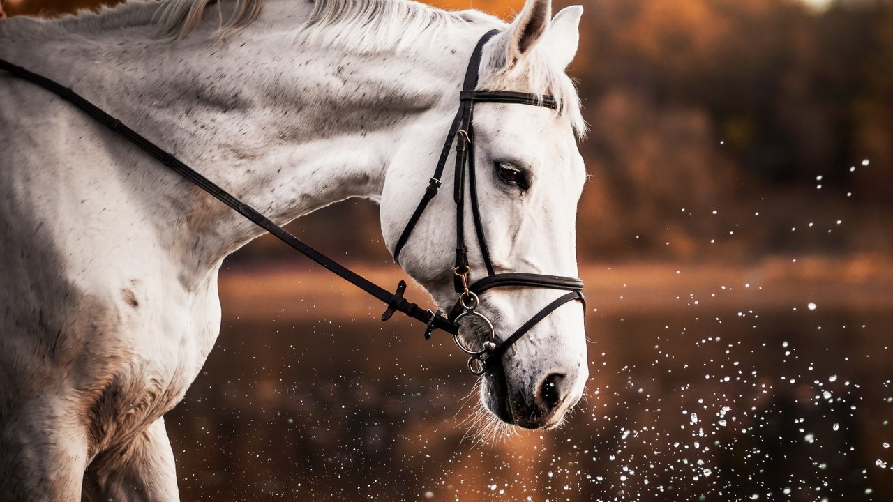 Обои лошадь, природа, брызги, профиль, конь, белая, horse, nature, squirt, profile, white разрешение 2560x1707 Загрузить