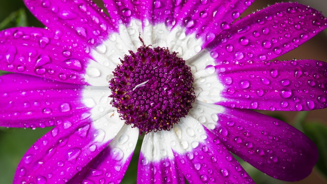 Обои макро, цветок, капли, лепестки, цинерария, macro, flower, drops, petals, cineraria разрешение 6016x4016 Загрузить