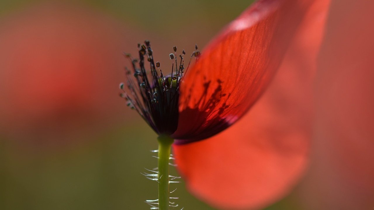 Обои макро, фон, цветок, лепестки, красный, мак, macro, background, flower, petals, red, mac разрешение 1953x1364 Загрузить