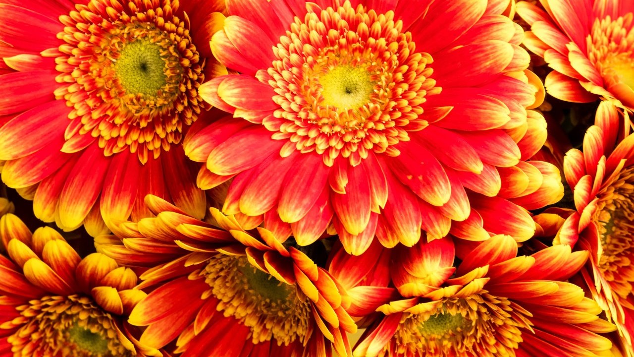 Обои цветы, макро, лепестки, гербера, крупным планом, flowers, macro, petals, gerbera, closeup разрешение 2048x1365 Загрузить