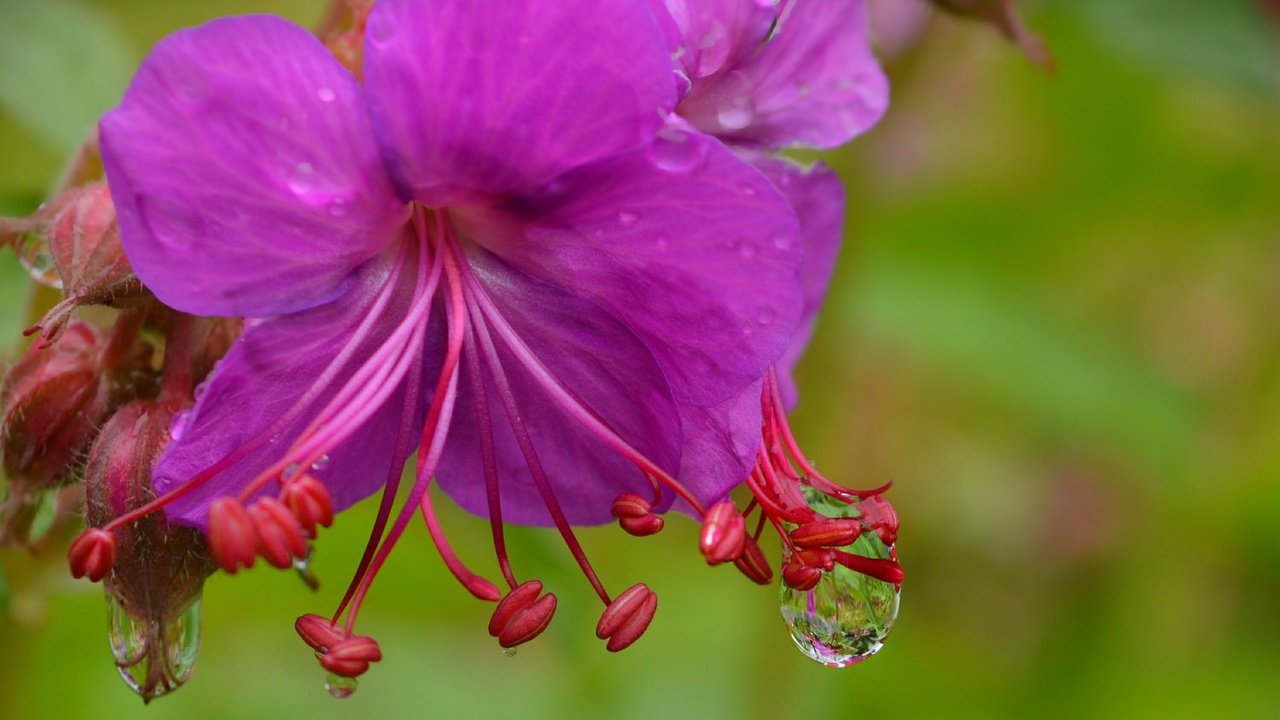 Обои цветы, макро, капли, фиолетовый цветок, герань, flowers, macro, drops, purple flower, geranium разрешение 3000x1864 Загрузить