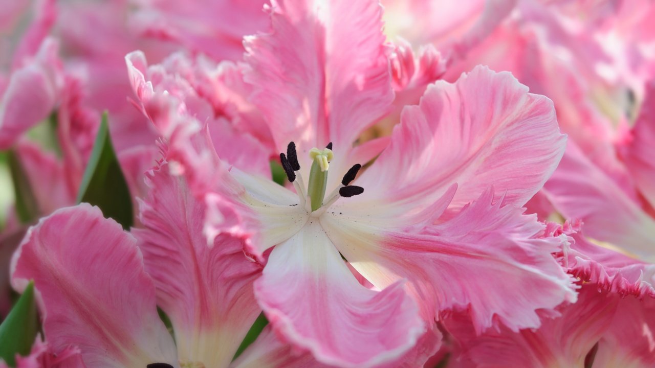 Обои цветы, макро, лепестки, весна, тюльпаны, flowers, macro, petals, spring, tulips разрешение 4288x2848 Загрузить