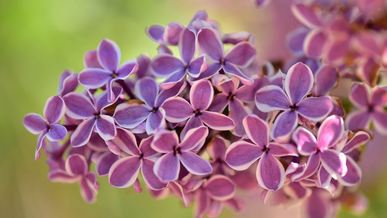 Обои природа, цветение, макро, фон, весна, сирень, гроздь, соцветие, nature, flowering, macro, background, spring, lilac, bunch, inflorescence разрешение 2048x1365 Загрузить