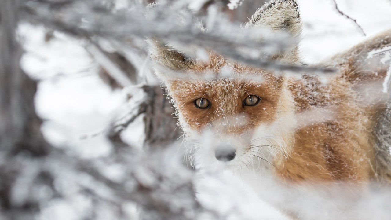 Обои морда, снег, взгляд, рыжая, лиса, лисица, животное, face, snow, look, red, fox, animal разрешение 4978x3319 Загрузить