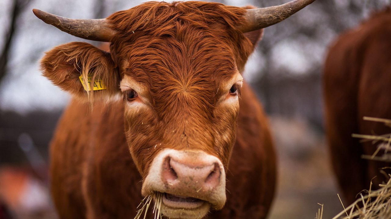 Обои морда, трава, фон, сено, рога, корова, face, grass, background, hay, horns, cow разрешение 2000x1334 Загрузить