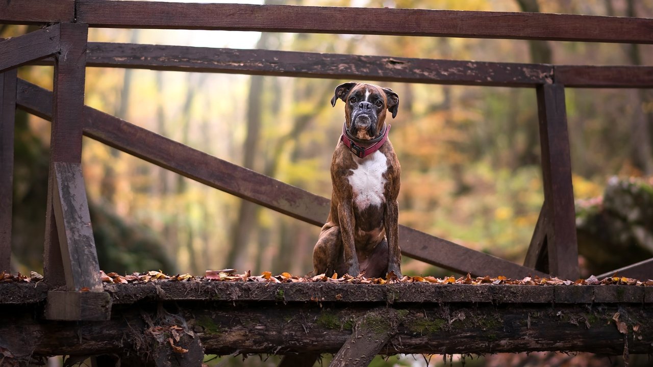 Обои листья, мост, взгляд, осень, собака, друг, боксер, leaves, bridge, look, autumn, dog, each, boxer разрешение 2048x1365 Загрузить