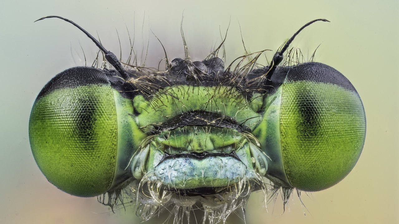 Обои глаза, макро, насекомое, взгляд, стрекоза, eyes, macro, insect, look, dragonfly разрешение 2048x1257 Загрузить