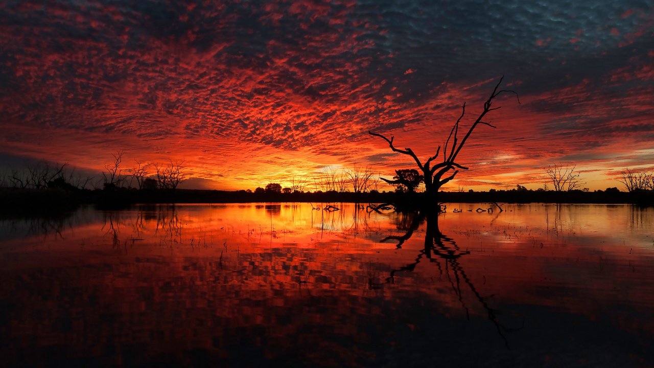 Обои небо, вода, озеро, дерево, болото, закат, коряги, the sky, water, lake, tree, swamp, sunset, driftwood разрешение 2560x1440 Загрузить