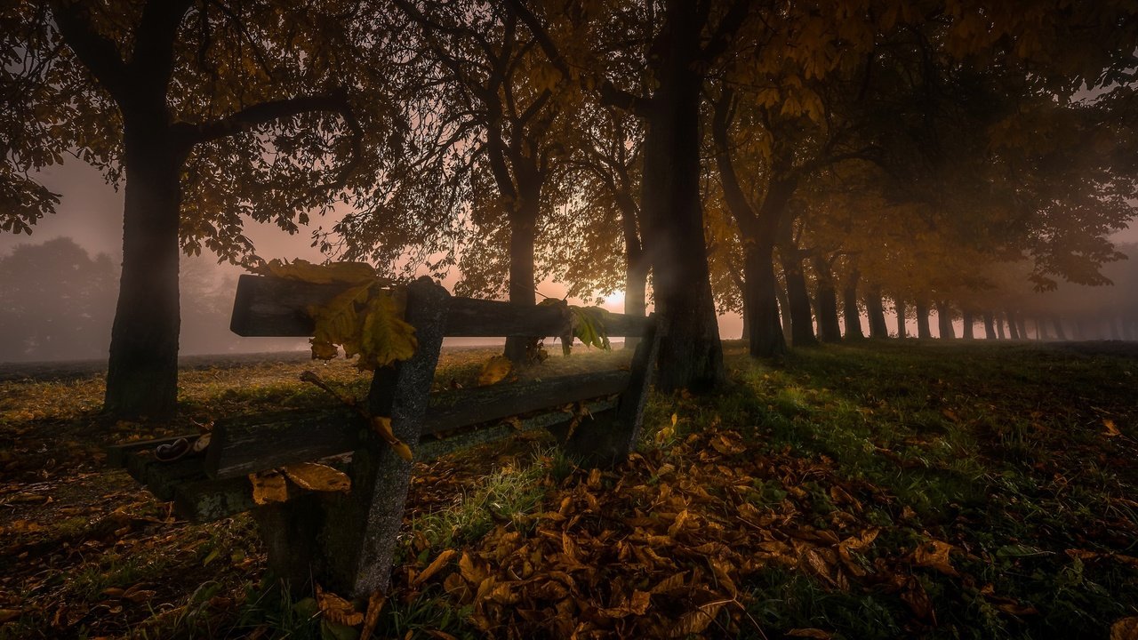 Обои ночь, деревья, листья, туман, осень, скамья, night, trees, leaves, fog, autumn, bench разрешение 2048x1152 Загрузить