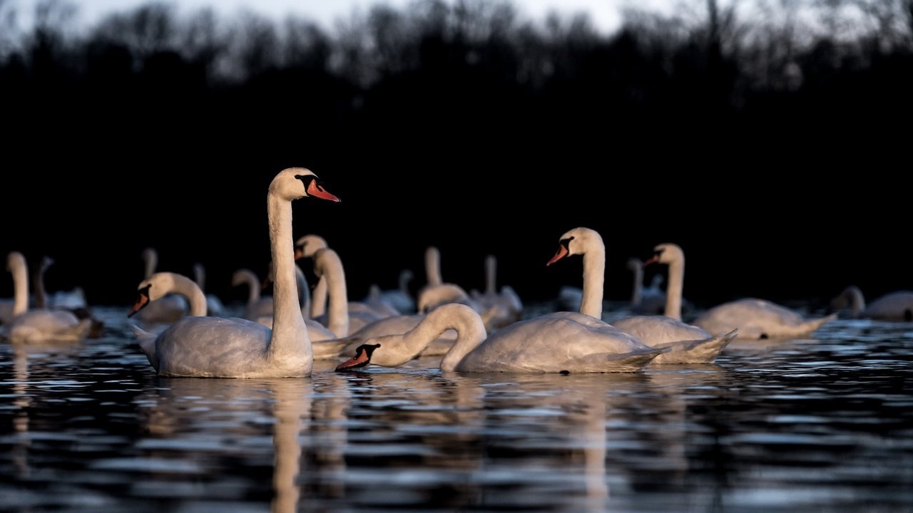 Обои озеро, отражение, птицы, лебеди, белый лебедь, лебедь-шипун, lake, reflection, birds, swans, white swan разрешение 2048x1152 Загрузить