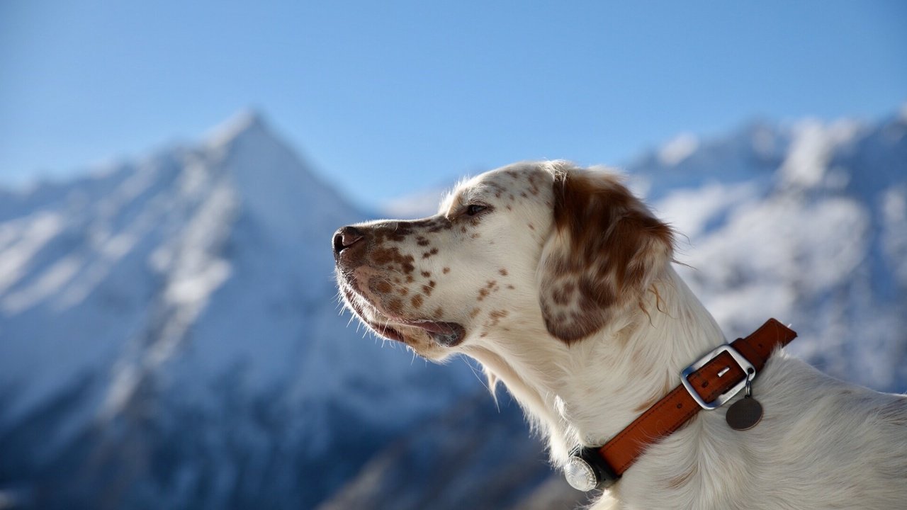 Обои портрет, собака, профиль, ошейник, английский сеттер, portrait, dog, profile, collar, the english setter разрешение 1920x1280 Загрузить