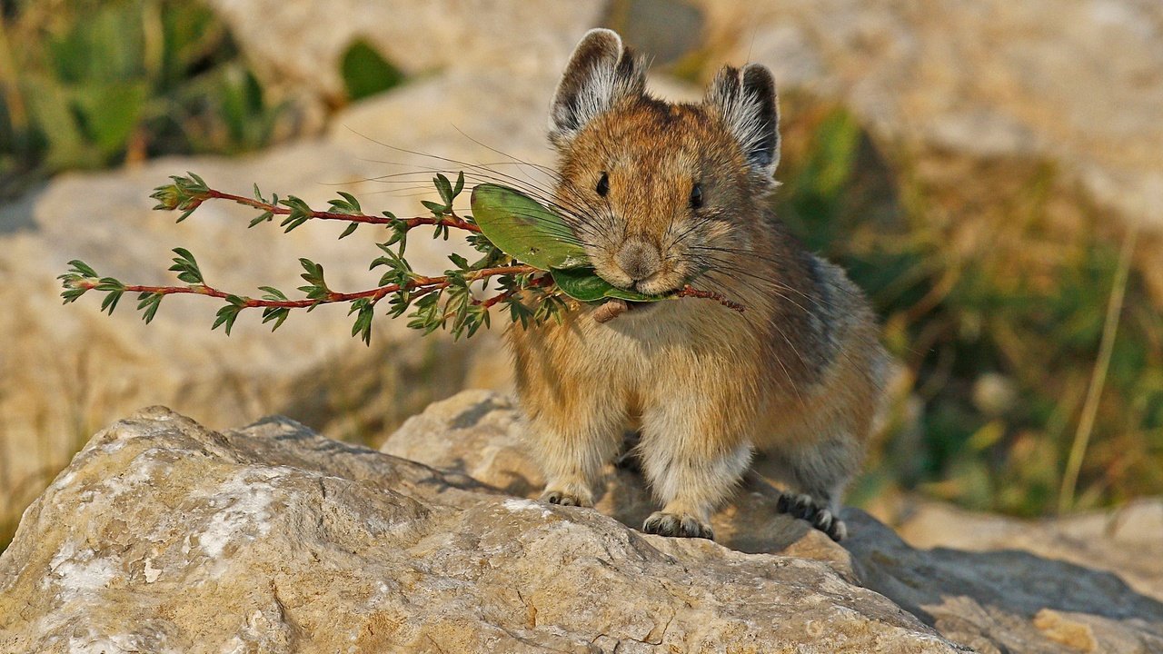 Обои природа, мышь, грызун, пищуха, nature, mouse, rodent, pika разрешение 2048x1383 Загрузить