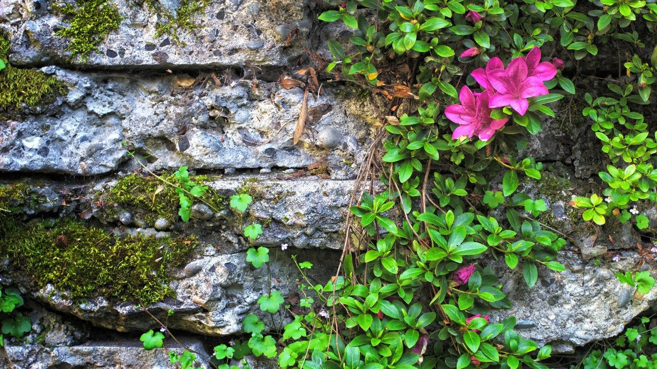 Обои цветы, листья, стена, камень, мох, азалия, flowers, leaves, wall, stone, moss, azalea разрешение 2048x1337 Загрузить