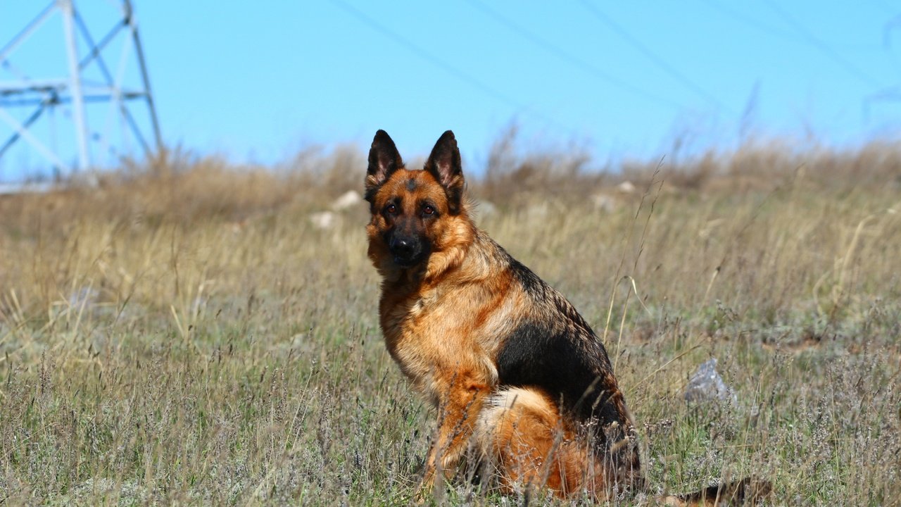 Обои морда, взгляд, собака, степь, немецкая овчарка, овчарка, face, look, dog, the steppe, german shepherd, shepherd разрешение 1920x1280 Загрузить