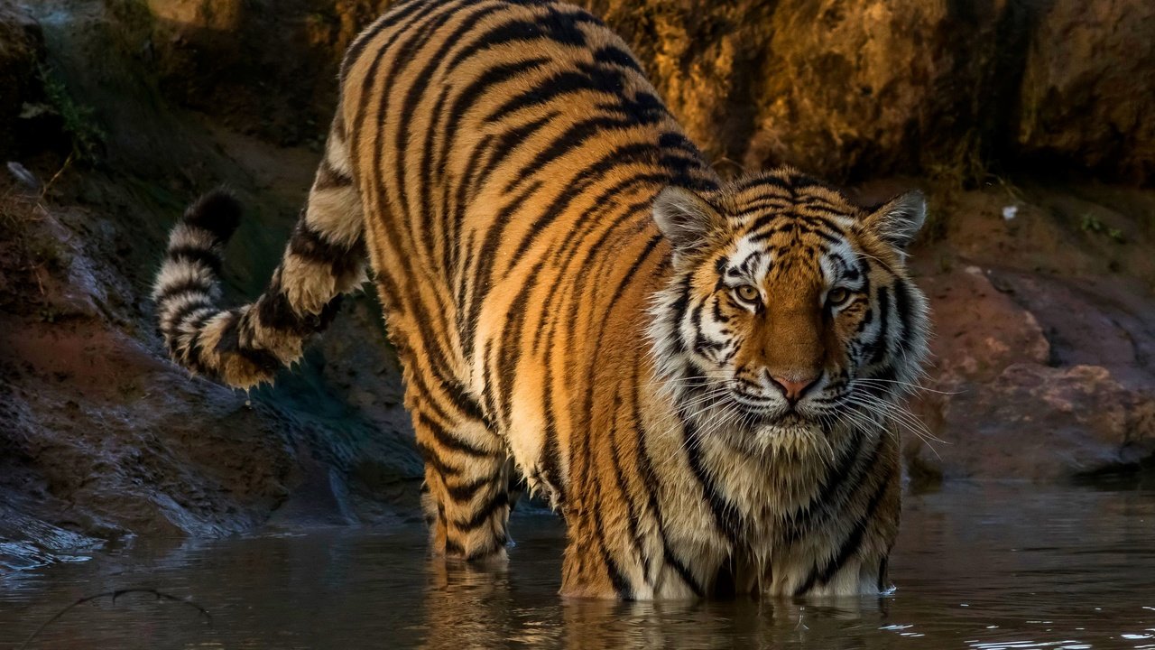 Обои тигр, хищник, полосатый, мокрый, в воде, tiger, predator, striped, wet, in the water разрешение 3200x2000 Загрузить