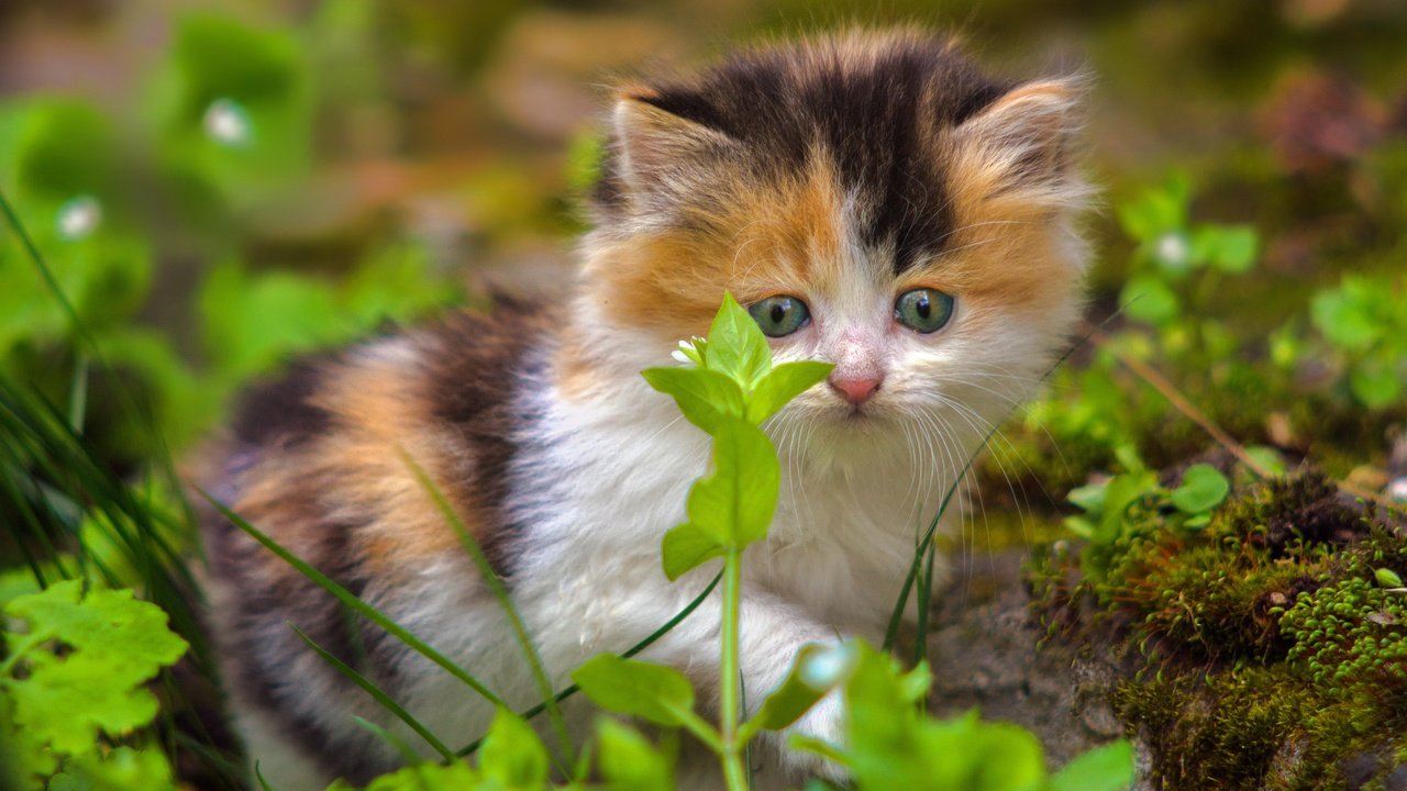 Обои трава, кошка, взгляд, котенок, малыш, grass, cat, look, kitty, baby разрешение 2906x2102 Загрузить