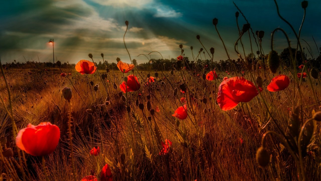 Обои небо, цветы, облака, вечер, поле, маки, the sky, flowers, clouds, the evening, field, maki разрешение 2048x1363 Загрузить