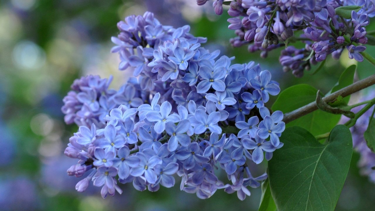 Обои ветка, цветение, макро, весна, сирень, соцветие, branch, flowering, macro, spring, lilac, inflorescence разрешение 2560x1700 Загрузить