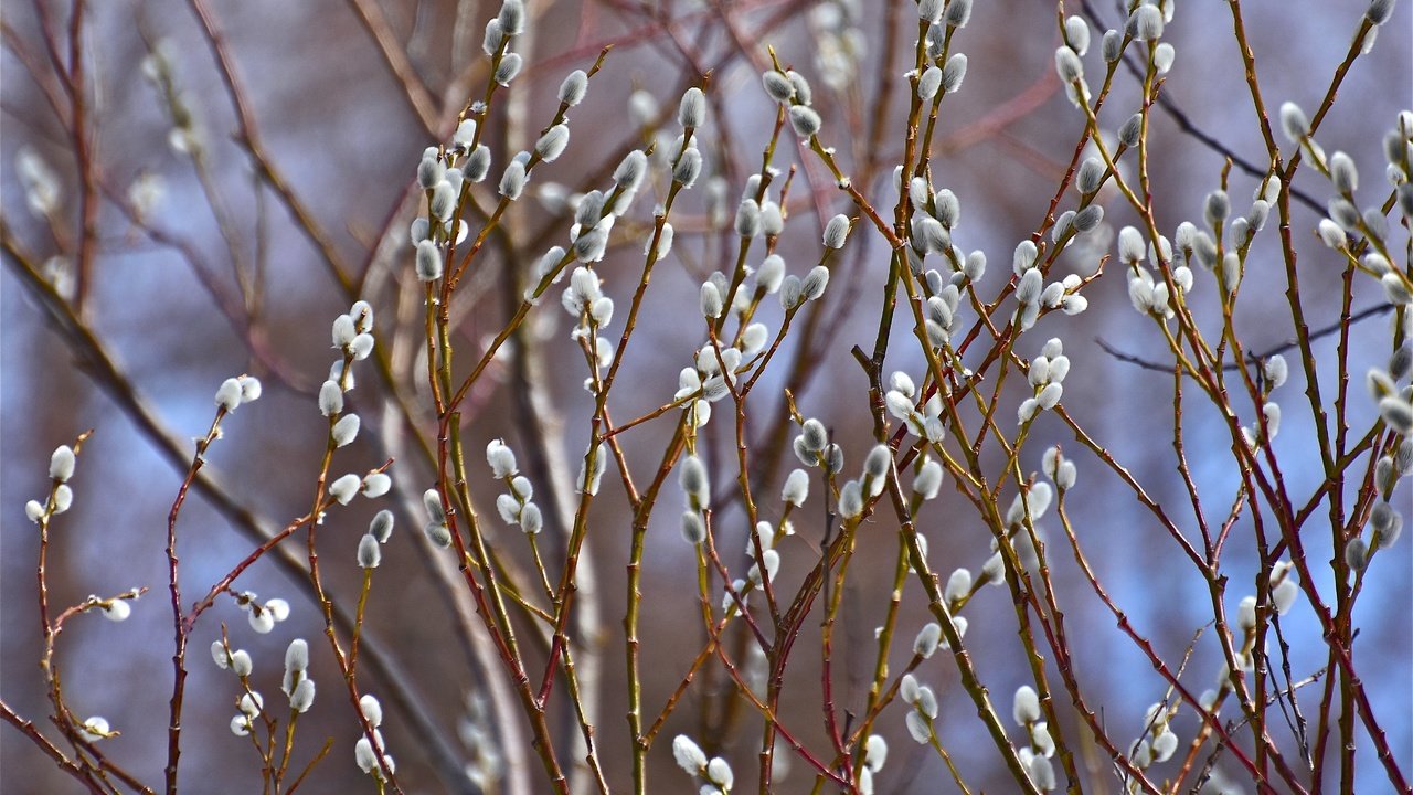 Обои природа, фон, ветки, весна, верба, nature, background, branches, spring, verba разрешение 5085x3323 Загрузить