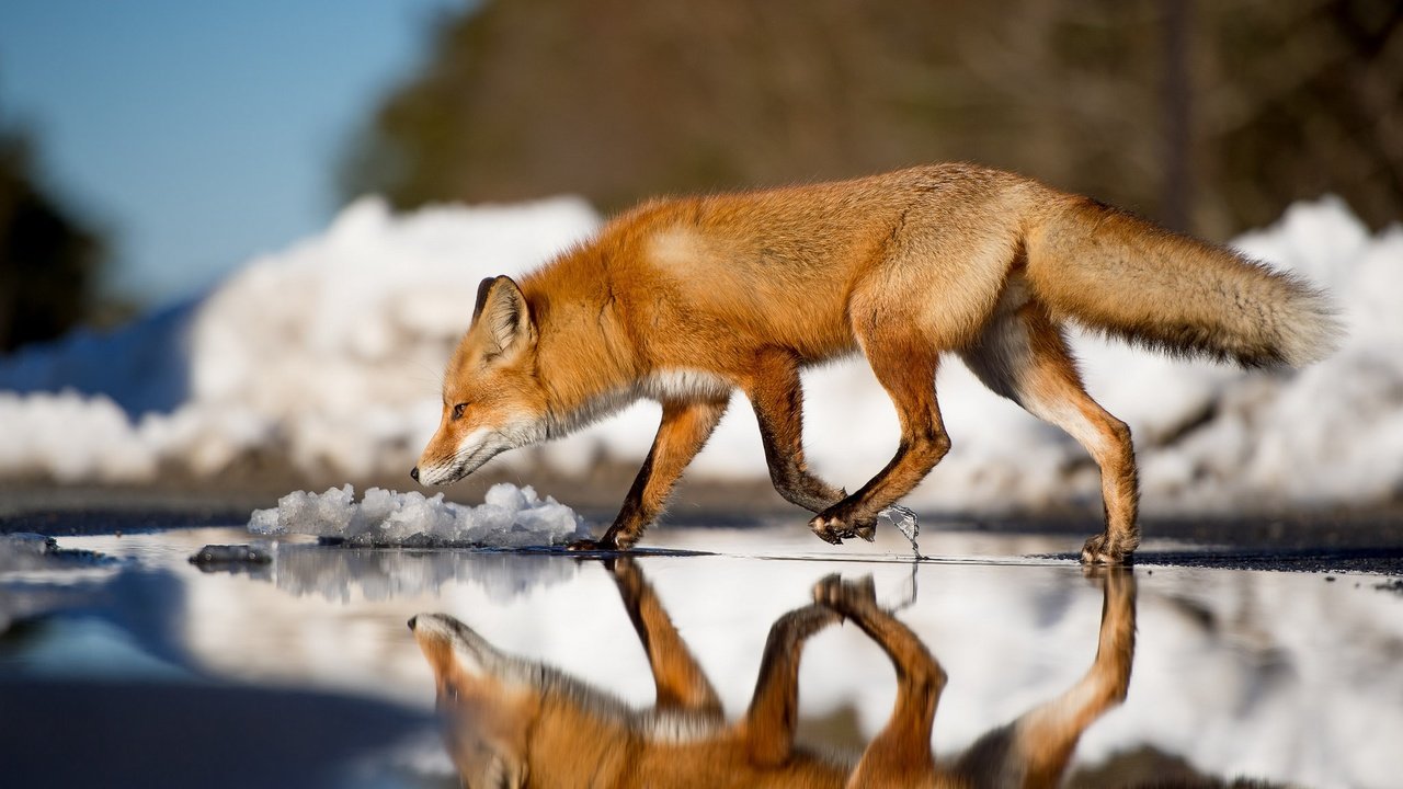 Обои вода, зима, отражение, лиса, лисица, животное, хвост, water, winter, reflection, fox, animal, tail разрешение 2048x1363 Загрузить