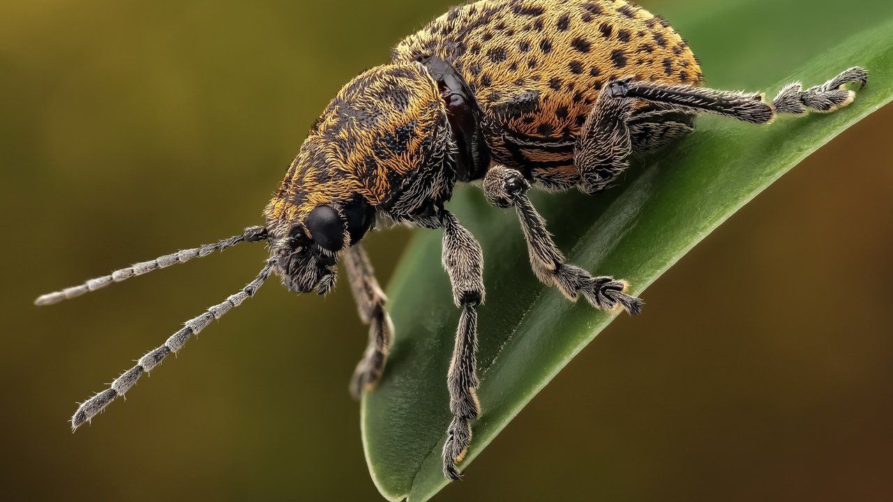 Обои жук, макро, насекомое, усы, лапки, листоед, beetle, macro, insect, mustache, legs, the leaf beetle разрешение 2048x1365 Загрузить