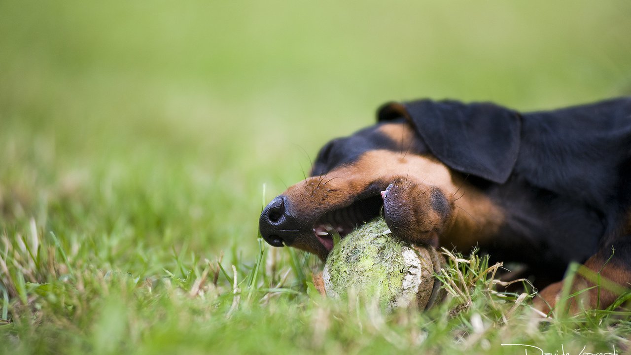 Обои трава, собака, такса, мячик, davide lopresti, grass, dog, dachshund, the ball разрешение 2000x1270 Загрузить