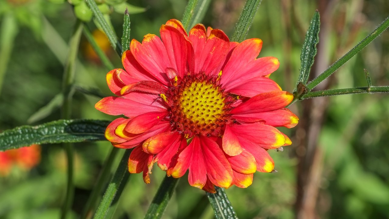 Обои природа, фон, цветок, лепестки, гайлардия, gaillardia, nature, background, flower, petals, gaylardiya разрешение 4896x3264 Загрузить