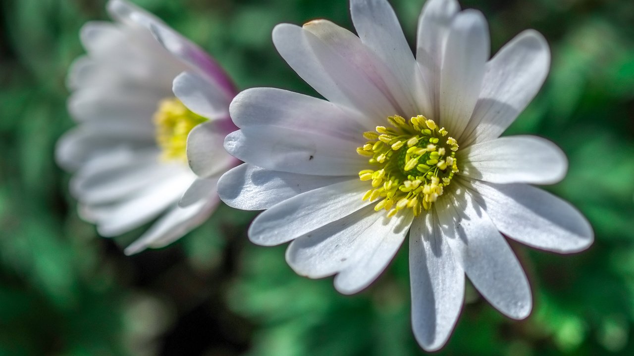 Обои цветы, макро, лепестки, размытость, белые, анемона, jazzmatica, flowers, macro, petals, blur, white, anemone разрешение 3956x2760 Загрузить