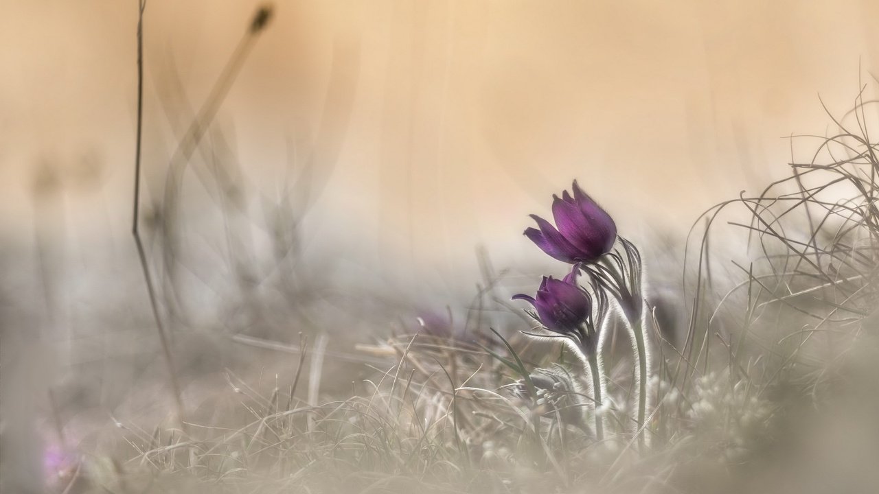 Обои цветы, природа, весна, анемон, сон-трава, прострел, flowers, nature, spring, anemone, sleep-grass, cross разрешение 2560x1707 Загрузить