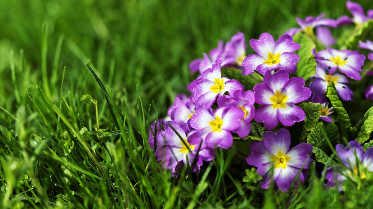 Обои цветы, трава, первоцвет, примулы, flowers, grass, primrose разрешение 2048x1365 Загрузить