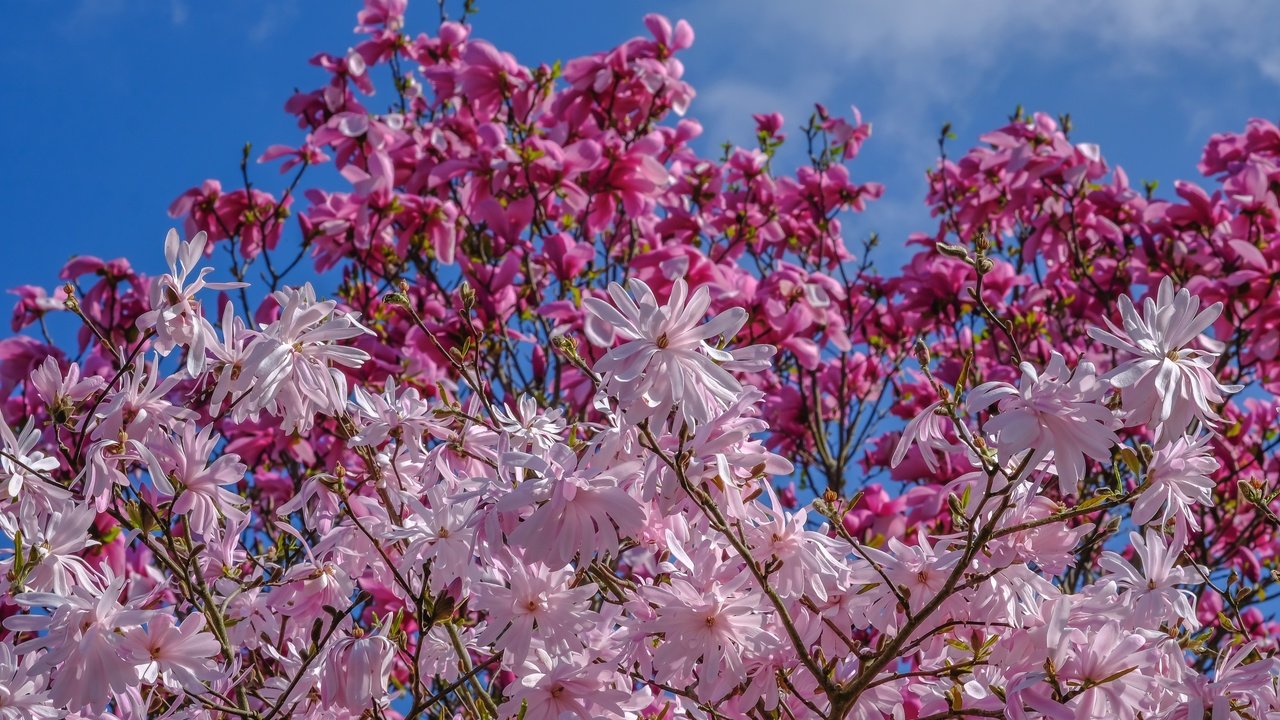 Обои небо, деревья, цветение, весна, магнолия, jazzmatica, the sky, trees, flowering, spring, magnolia разрешение 3000x1948 Загрузить