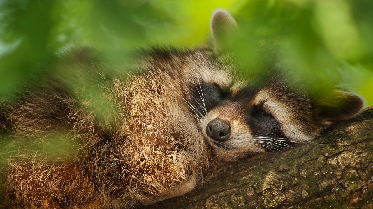 Обои дерево, листья, сон, животное, енот, tree, leaves, sleep, animal, raccoon разрешение 2048x1365 Загрузить