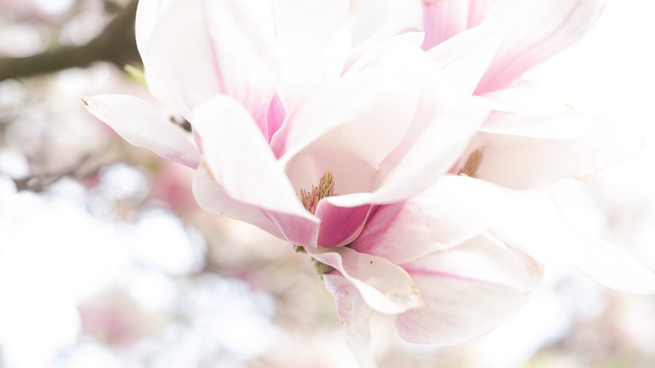 Обои цветение, макро, весна, магнолия, flowering, macro, spring, magnolia разрешение 2048x1324 Загрузить
