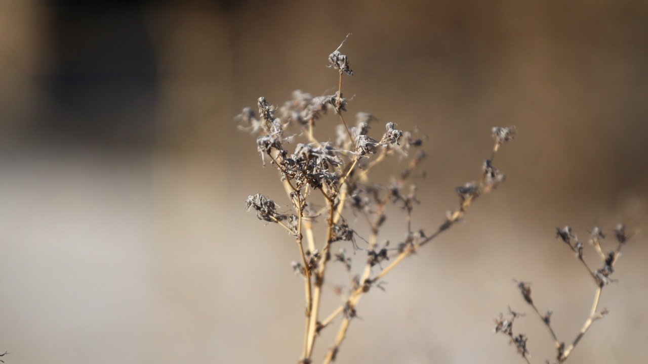 Обои природа, растения, макро, фон, весна, сухая трава, nature, plants, macro, background, spring, dry grass разрешение 1920x1280 Загрузить