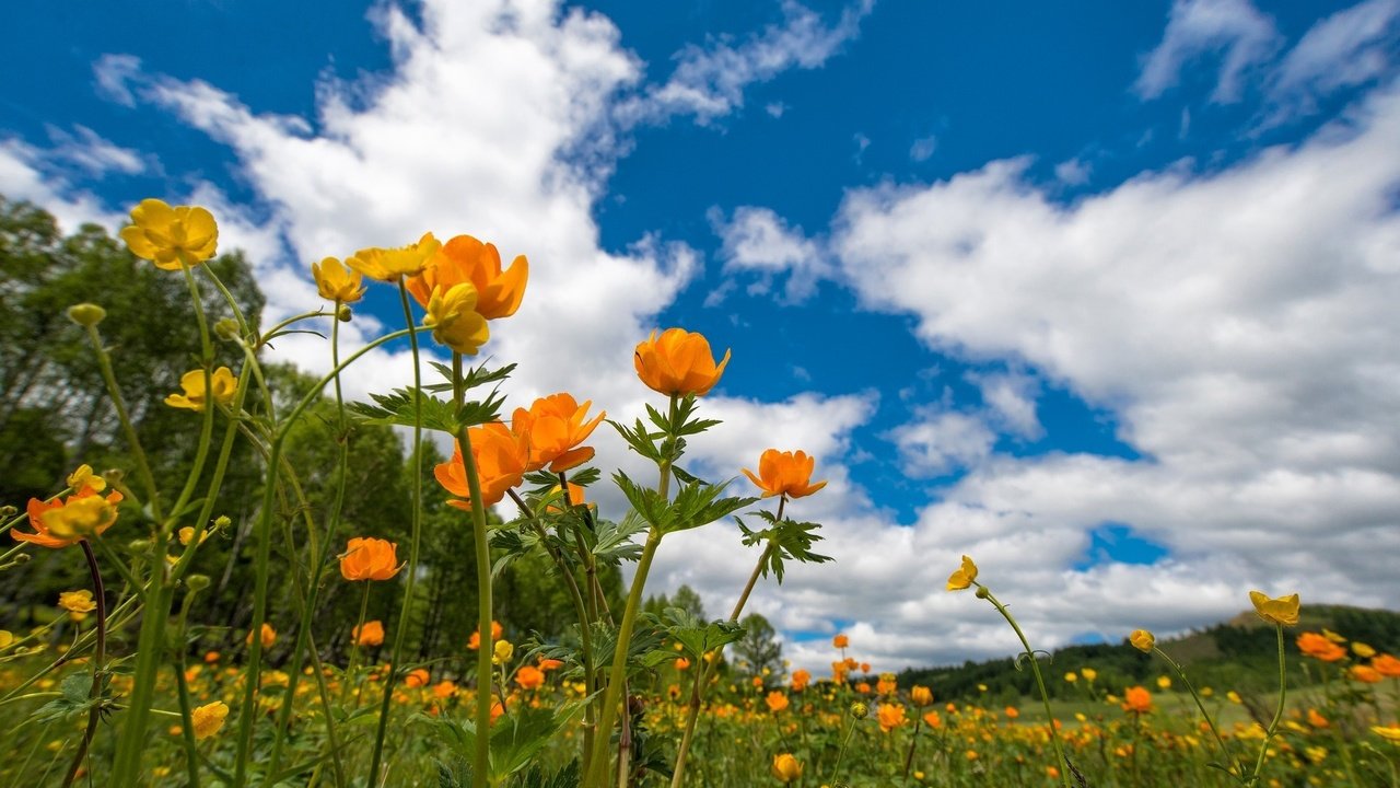 Обои небо, цветы, луг, весна, лютики, the sky, flowers, meadow, spring, buttercups разрешение 1920x1281 Загрузить