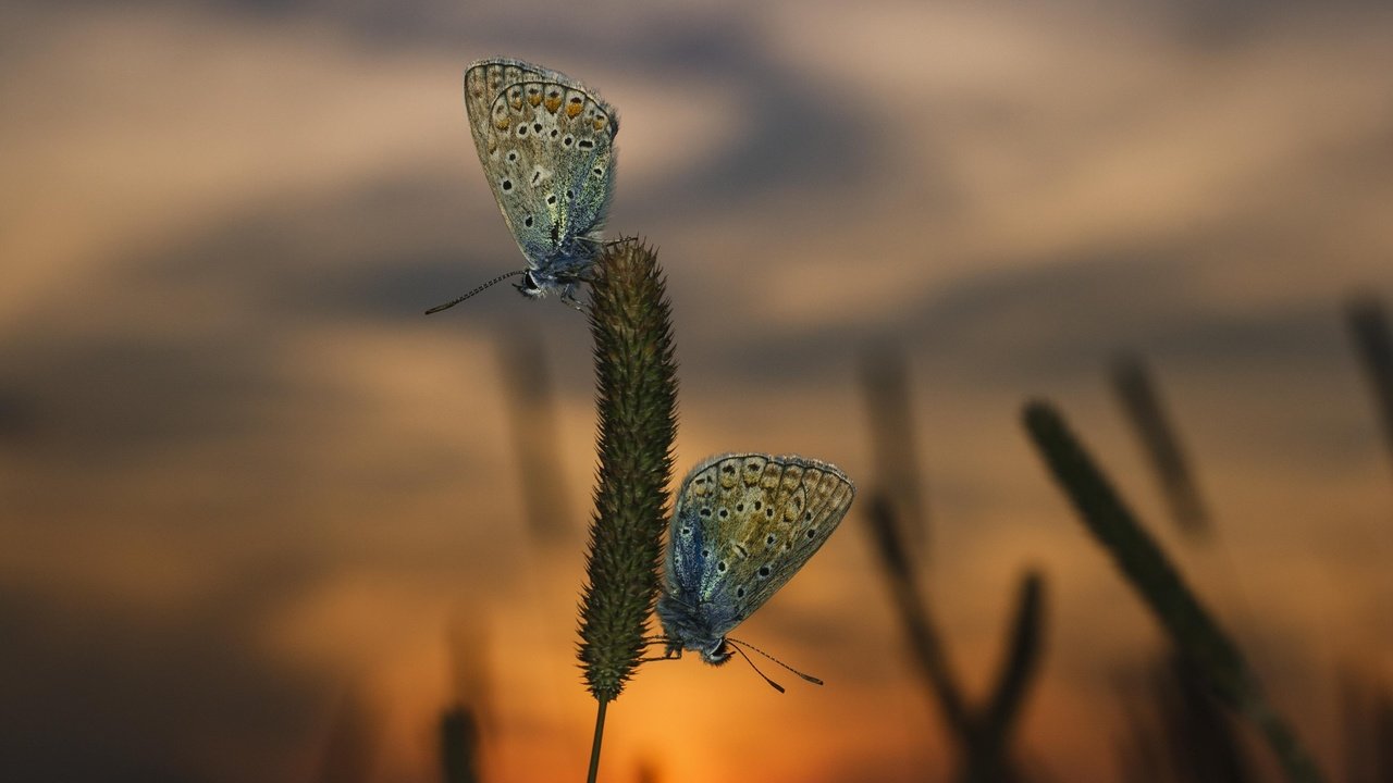 Обои трава, вечер, закат, макро, насекомые, бабочки, grass, the evening, sunset, macro, insects, butterfly разрешение 3888x2592 Загрузить