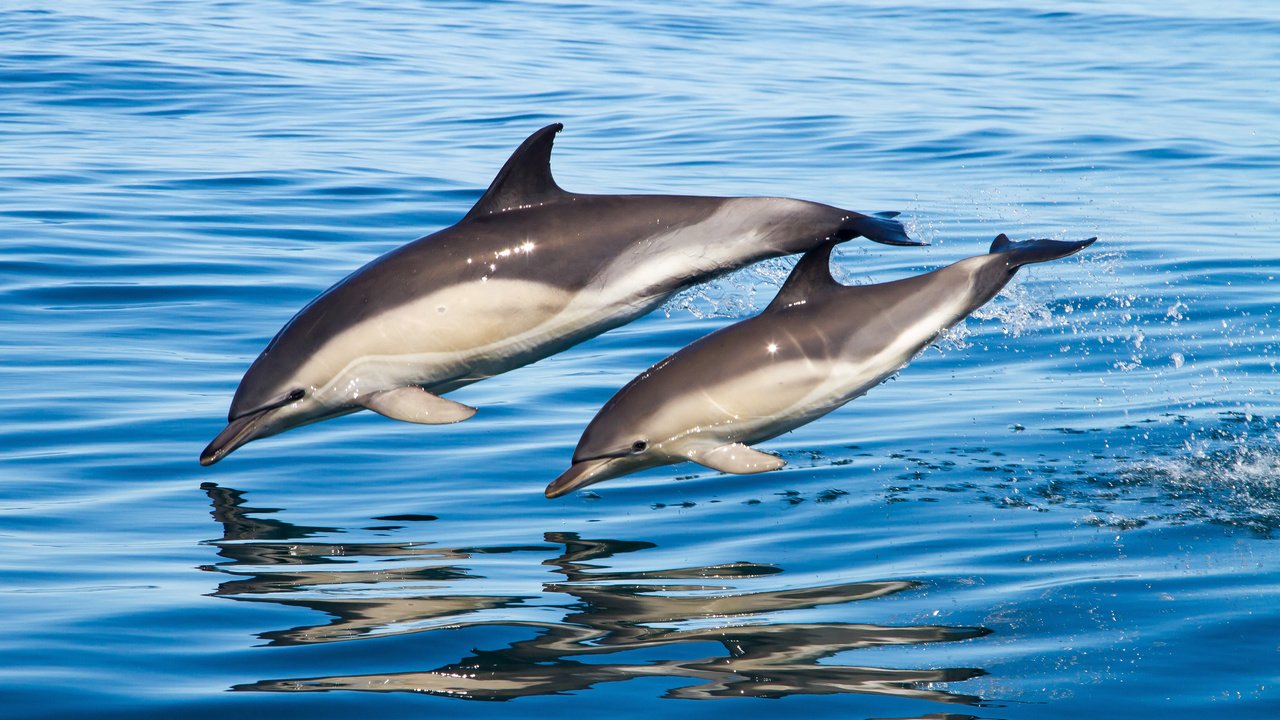 Обои вода, отражение, брызги, прыжок, дельфины, water, reflection, squirt, jump, dolphins разрешение 3200x1951 Загрузить