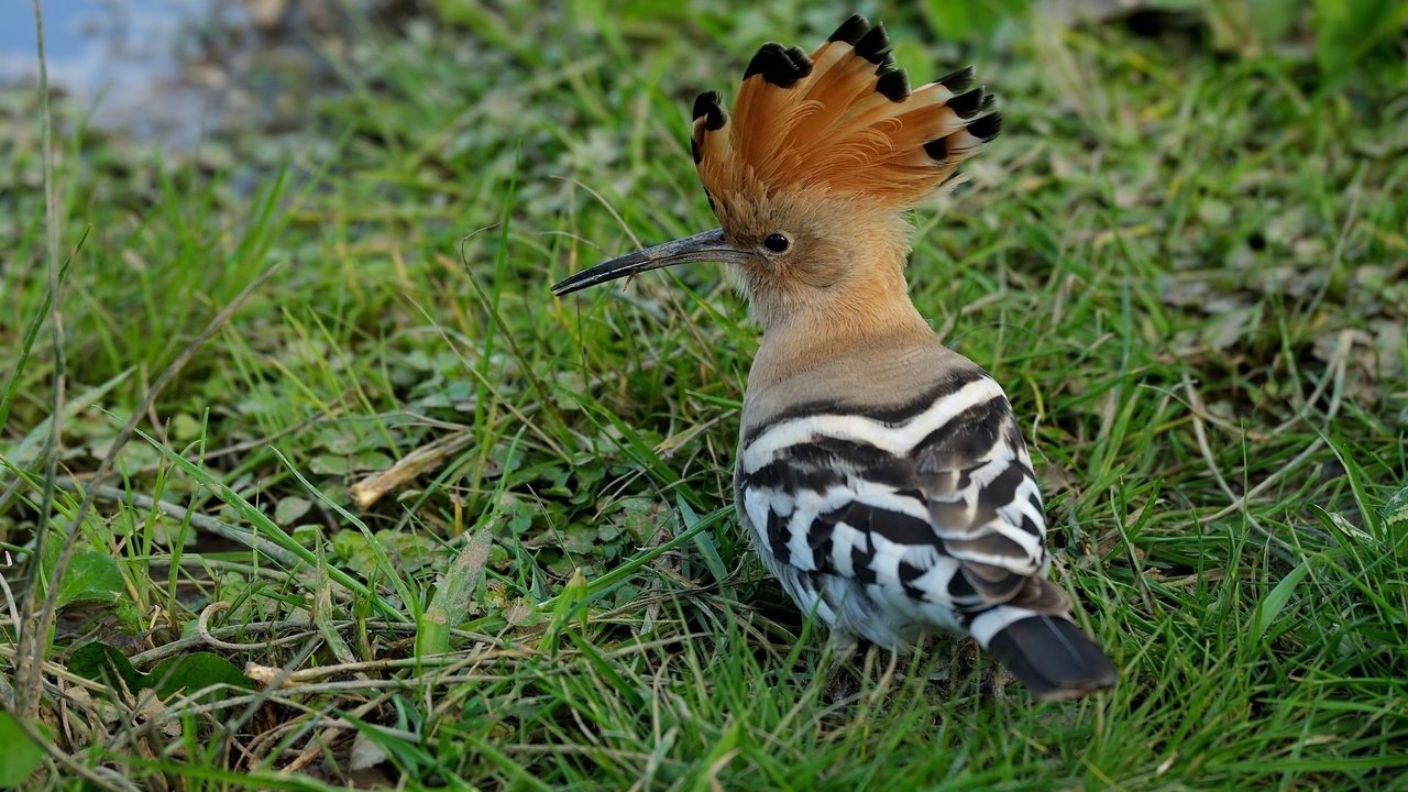 Обои трава, животные, птица, клюв, перья, удод, grass, animals, bird, beak, feathers, hoopoe разрешение 2048x1365 Загрузить