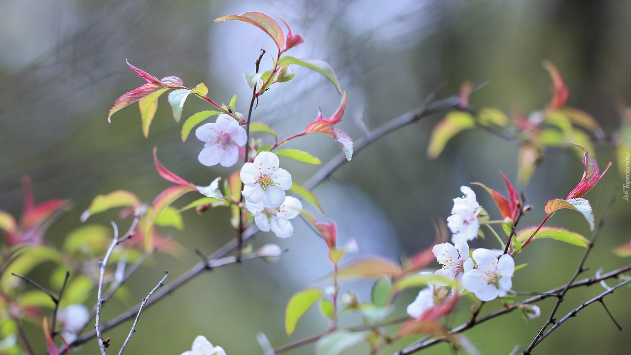 Обои цветы, природа, дерево, цветение, фон, ветки, весна, flowers, nature, tree, flowering, background, branches, spring разрешение 2048x1365 Загрузить