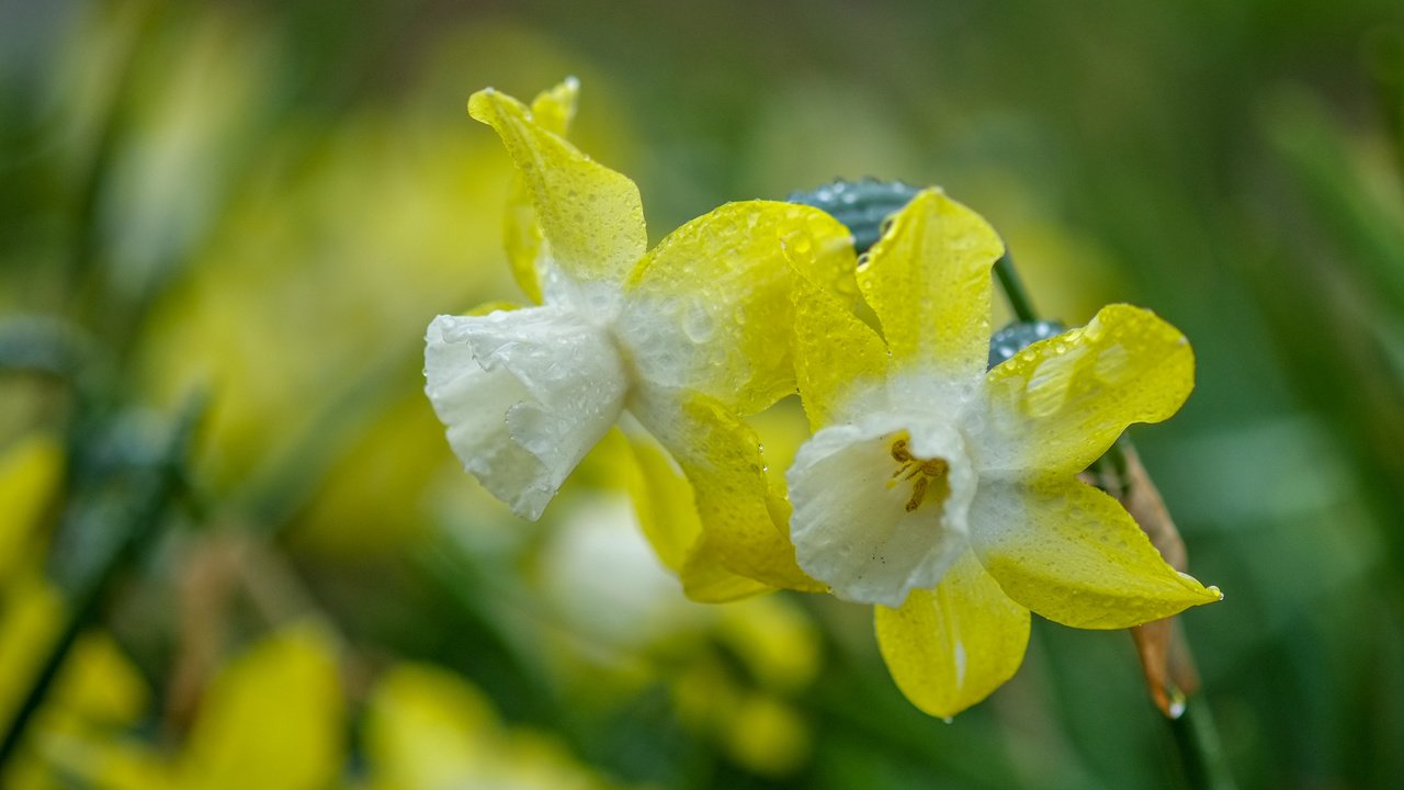 Обои цветы, природа, фон, капли, весна, нарциссы, flowers, nature, background, drops, spring, daffodils разрешение 3968x2430 Загрузить