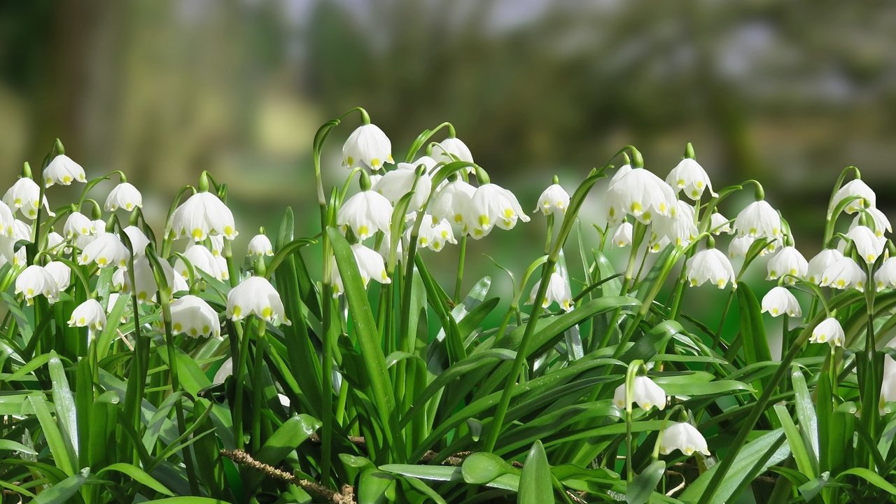 Обои цветы, листья, весна, белоцветник, flowers, leaves, spring, snowflake разрешение 1920x1178 Загрузить