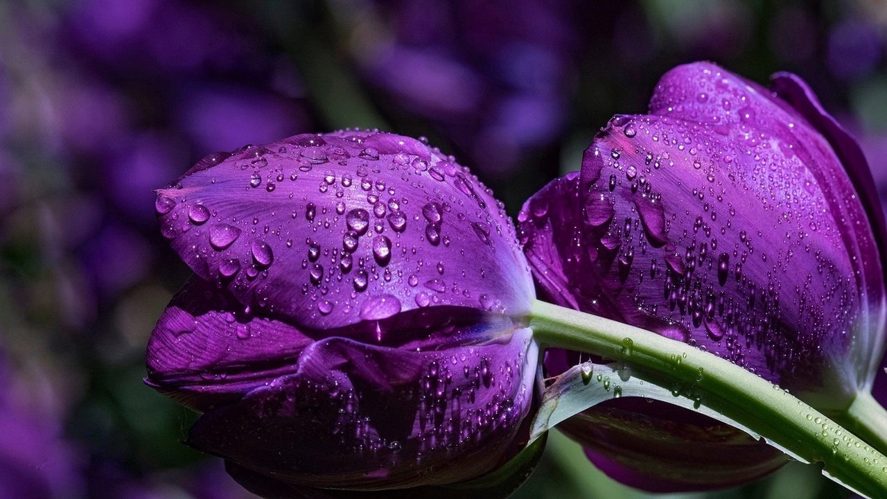 Обои цветы, макро, капли, тюльпаны, фиолетовые, flowers, macro, drops, tulips, purple разрешение 1920x1200 Загрузить