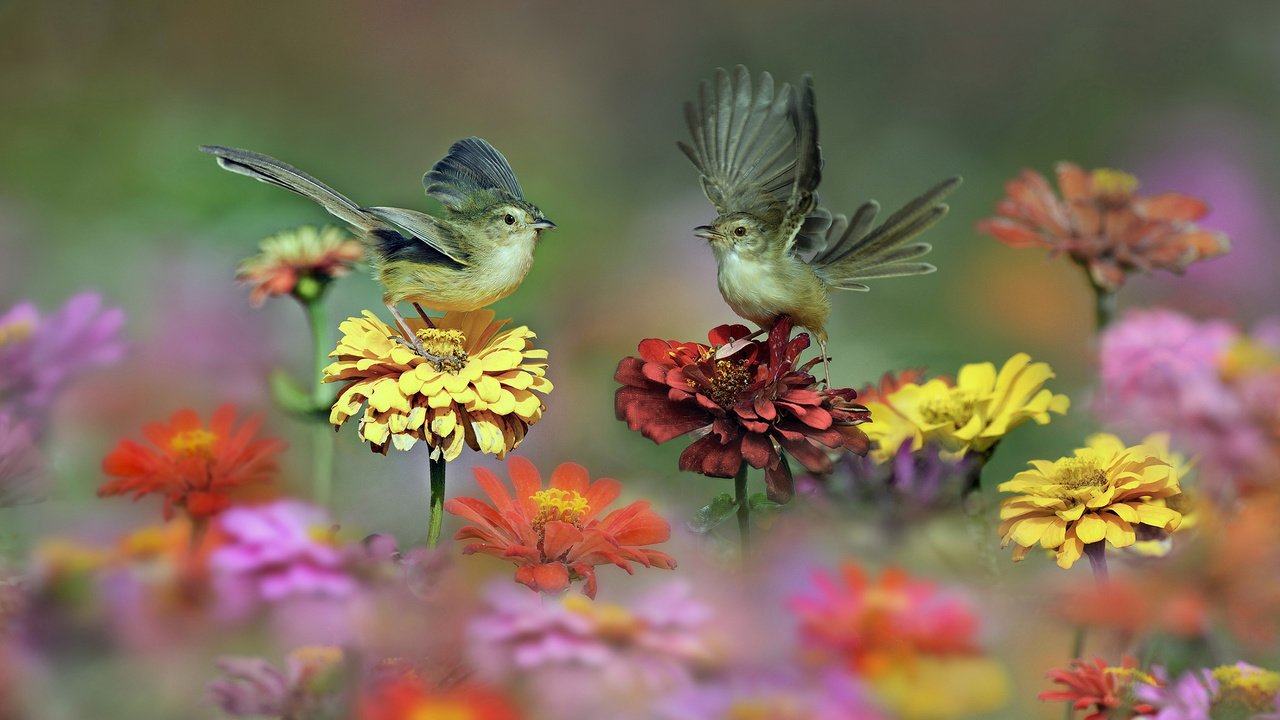 Обои цветы, природа, крылья, птицы, пара, цинния, циннии, flowers, nature, wings, birds, pair, zinnia, zinnias разрешение 2048x1367 Загрузить