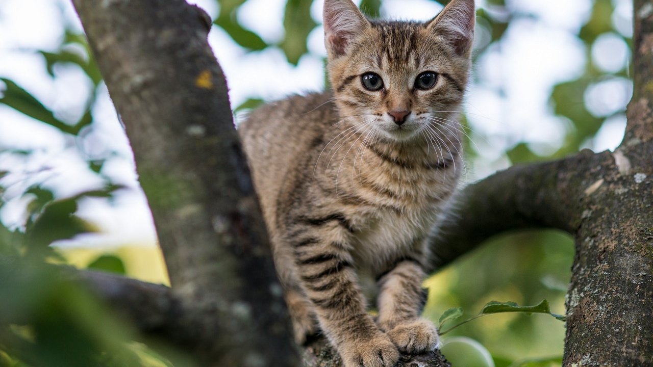 Обои глаза, дерево, кот, мордочка, ветки, кошка, взгляд, котенок, eyes, tree, cat, muzzle, branches, look, kitty разрешение 2048x1280 Загрузить