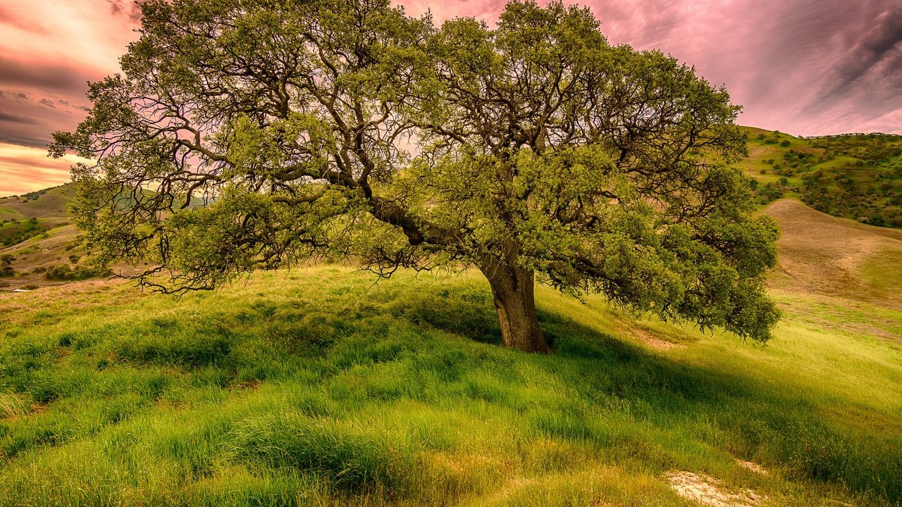 Обои небо, трава, облака, дерево, поле, лето, the sky, grass, clouds, tree, field, summer разрешение 2560x1707 Загрузить